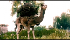 Assassin's Creed: Origins - camel (art)